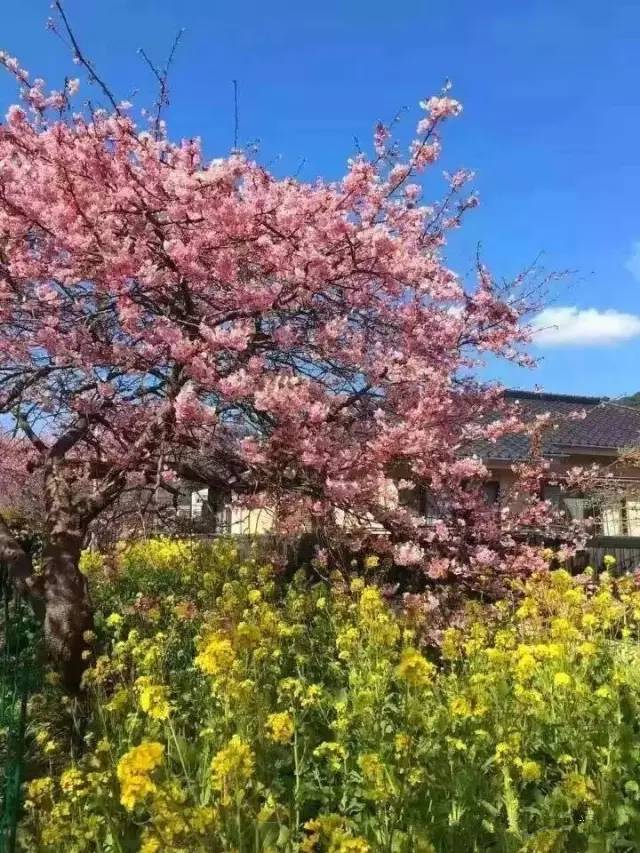 五福星撞鬼 相关产品