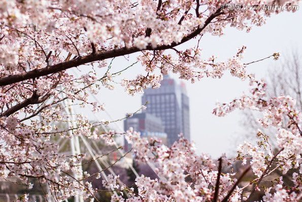 亚马逊河上的爱情 相关产品