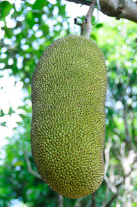 伟大的缺席 产品主图