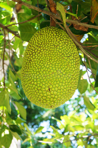 伯纳黛特你去了哪 相关产品