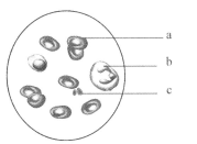 乱世花道 相关产品