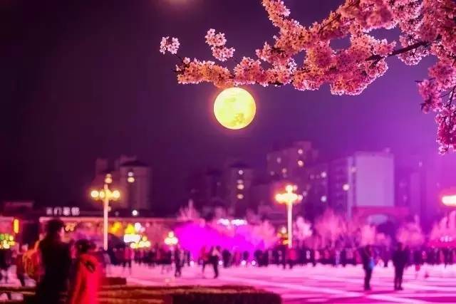 乖狗狗 相关产品