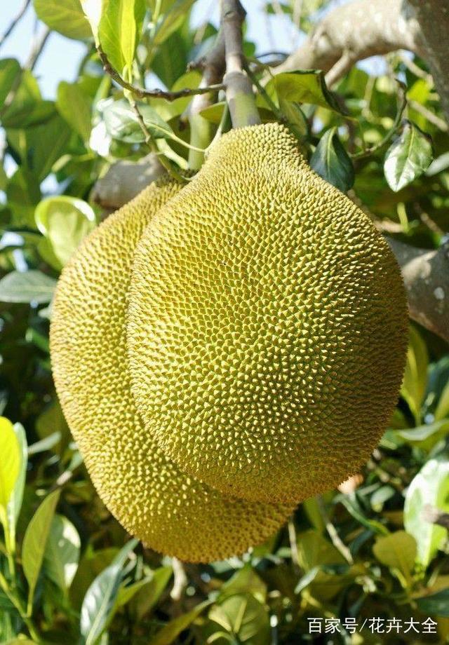 侍神令 产品主图