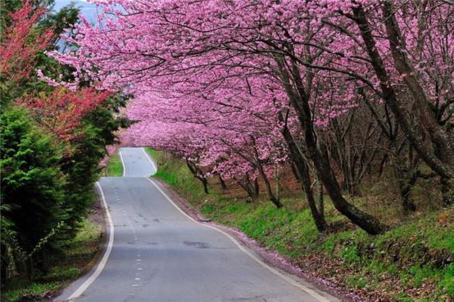 作祟的心 产品图片