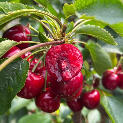 人偶惊魂 相关产品