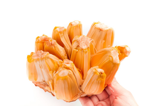 假如猫从世界上消失了 相关产品