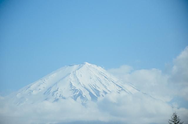 亿万神犬 产品图片