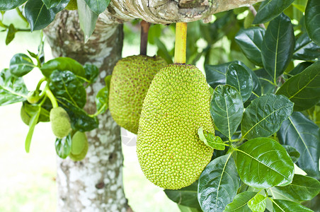 僵尸战士 产品图片