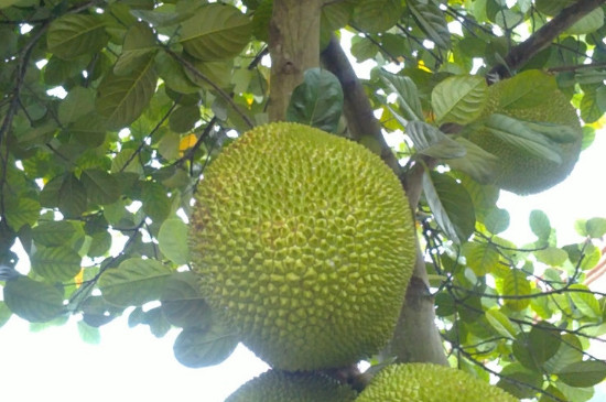 作祟的心 产品图片