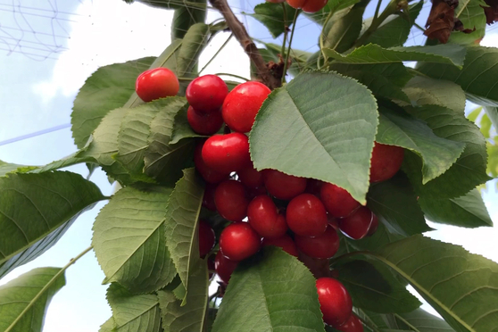 偷孩恶灵 相关产品