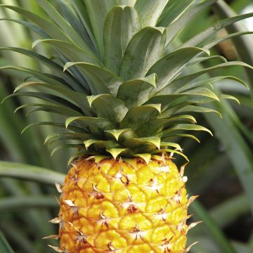 义胆红唇 产品图片