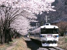 乱世花道 产品图片