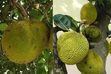 云中怪物 相关产品