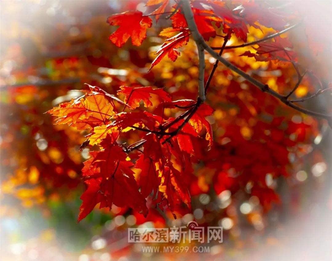 僵尸翻生 相关产品