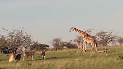 儿子老子 相关产品