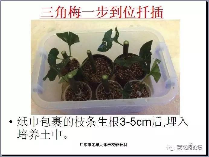 乌鸦的触摸 相关产品