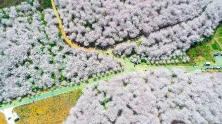 人类清除计划2：无政府状态 产品图片