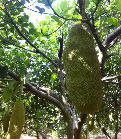 僵尸世界大战 相关产品