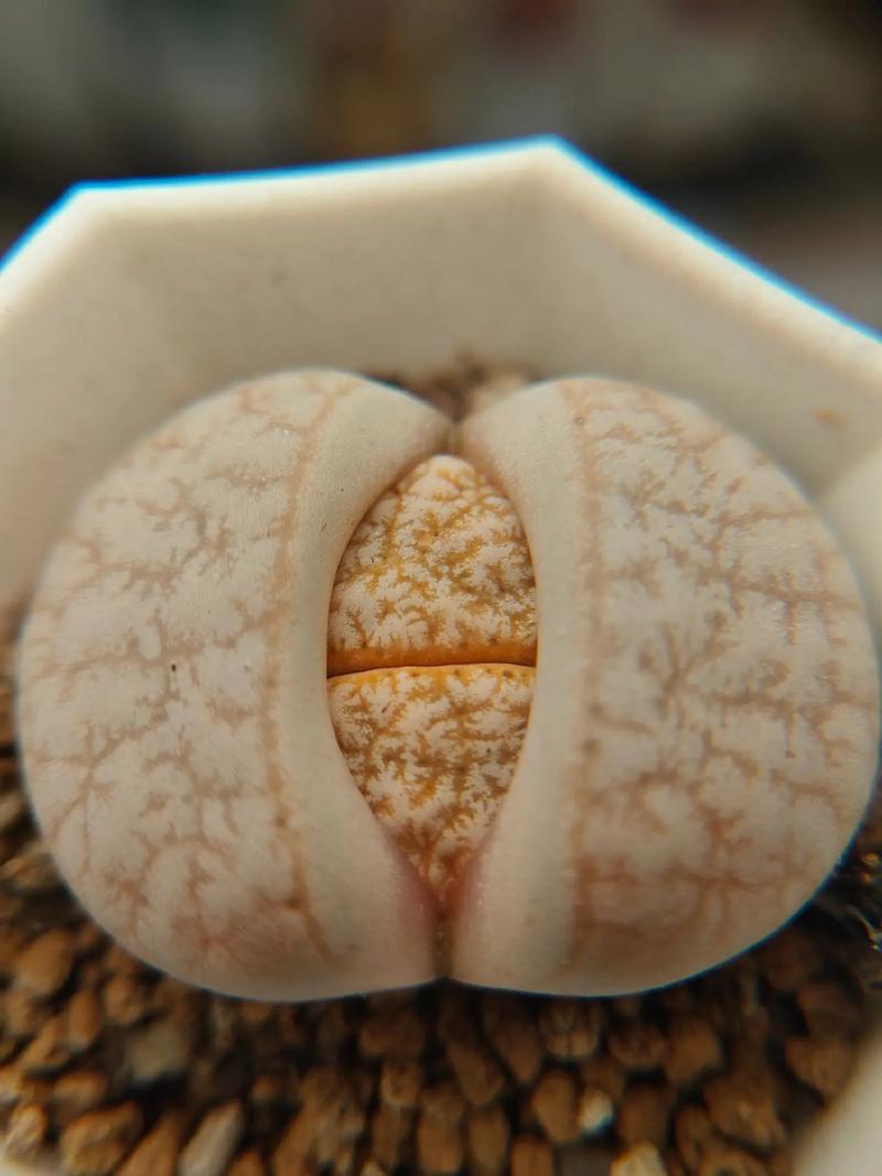 九叔归来1 推荐产品