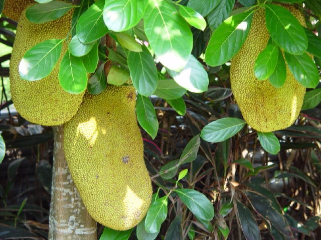 云上太阳 产品图片