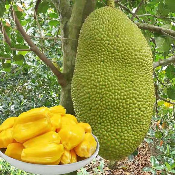 伤物语1：铁血篇 相关产品