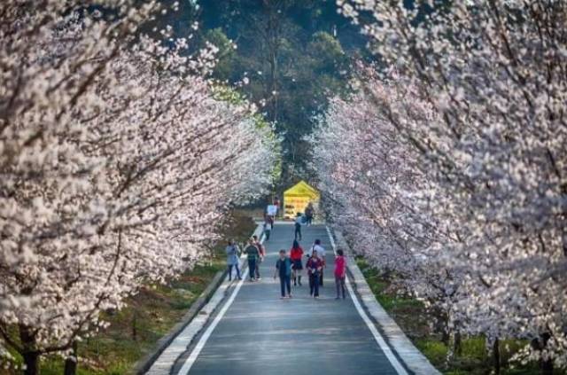 人皮拼图 产品图片