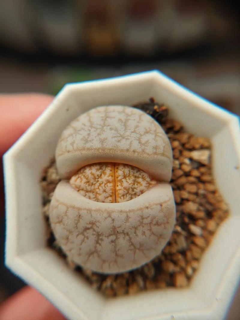 住在空中 相关产品