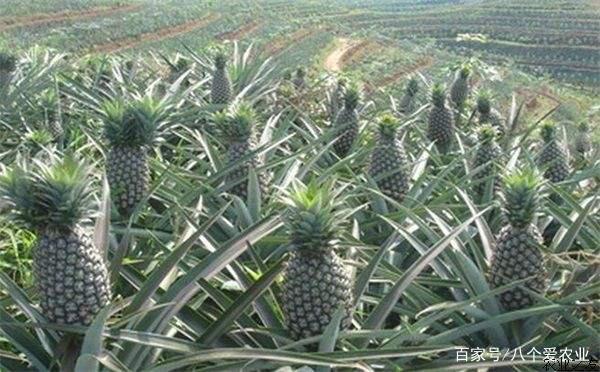 偷龙转猫 相关产品