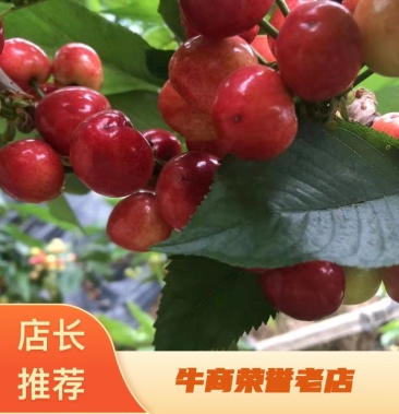 住在空中 相关产品