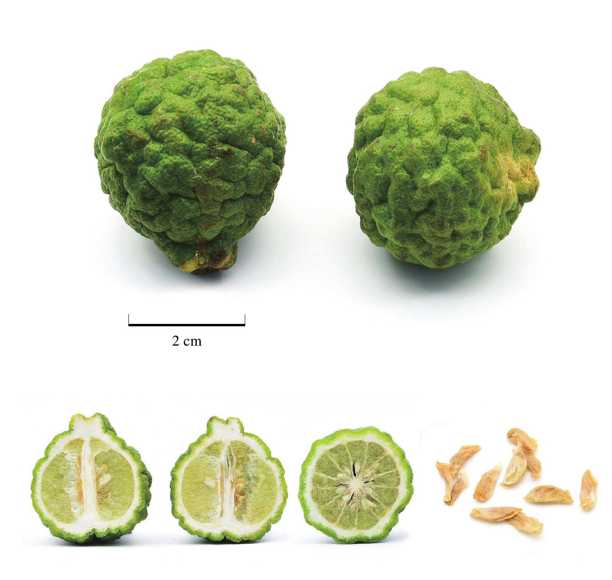 代号猛虎行动 产品图片